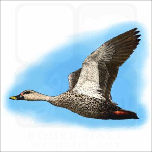 Indian Spot-Winged Duck illustration