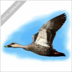 Indian Spot-Billed Duck stock illustration