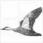 Indian Spot-winged Duck black and white drawing