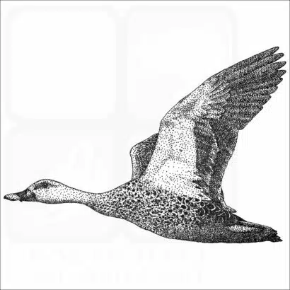 Indian Spot-winged Duck black and white drawing