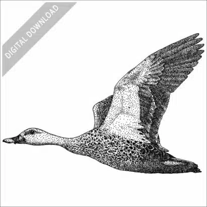 Indian Spot-winged Duck black and white stock image