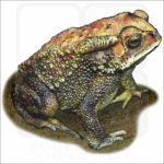 Indian Toad illustration