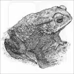 Indian Toad illustration