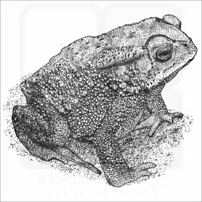 Indian Toad illustration