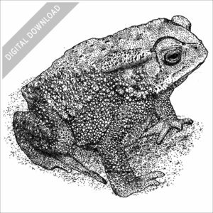 Stock art image of an Indian or Ridged Toad
