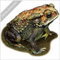 Indian Toad stock image