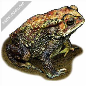 Indian Toad stock image
