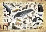 Mammals of Vancouver Island poster print