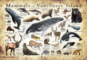 Mammals of Vancouver Island poster print
