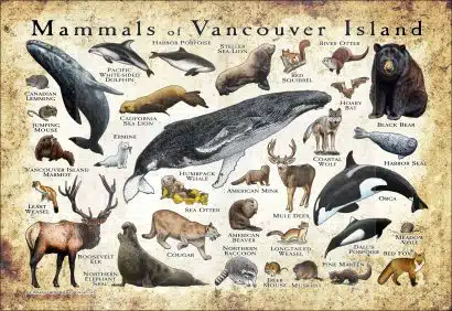 Mammals of Vancouver Island poster print