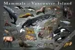 Mammals of Vancouver Island poster print