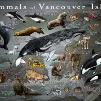 Mammals of Vancouver Island poster print