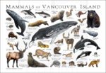 Mammals of Vancouver Island poster print