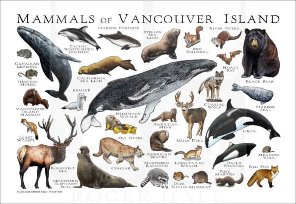 Mammals of Vancouver Island poster print