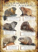 Marmots of North America poster print
