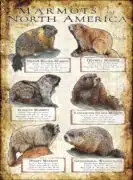 Marmots of North America poster print