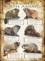 Marmots of North America poster print