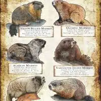 Marmots of North America poster print