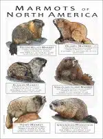 Marmots of North America poster print