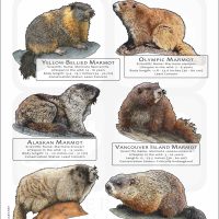 Marmots of North America poster print