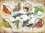 Moth Species of the World poster print