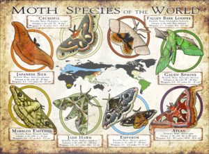 Moth Species of the World poster print