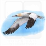 Northern Gannet illustration