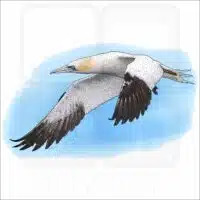Northern Gannet illustration