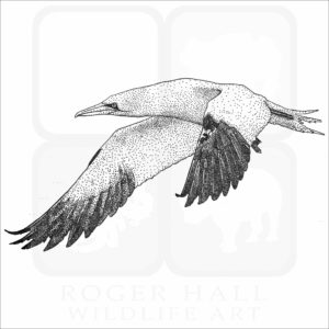 Northern Gannet illustration
