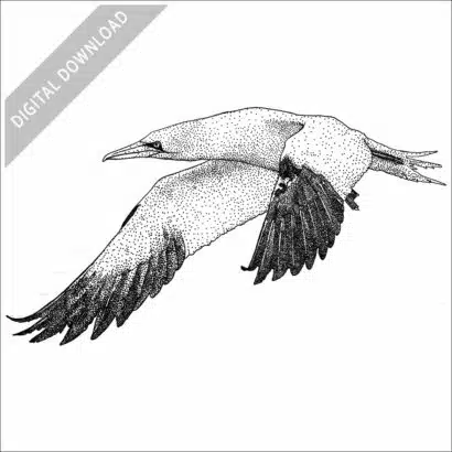 Northern Gannet stock image