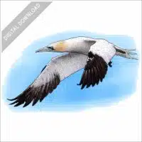 Northern Gannet stock image