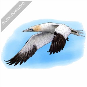 Northern Gannet stock image
