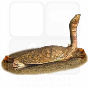 Nubian Flapshell Turtle illustration