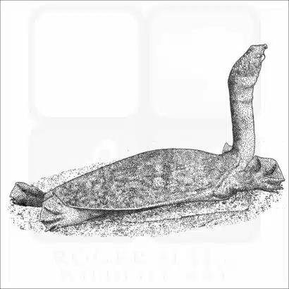 Nubian Flapshell Turtle stock image