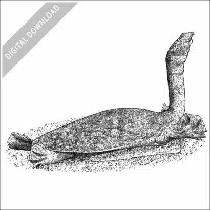 Nubian Flapshell Turtle stock image