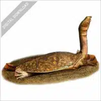 Nubian Flapshell Turtle stock image