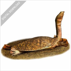 Nubian Flapshell Turtle stock image