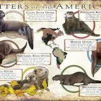 Otters of the Americas poster print