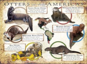 Otters of the Americas poster print