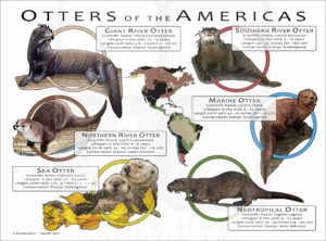 Otters of the Americas poster print