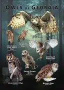 Owls of Georgia poster print