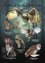 Owls of Georgia poster print