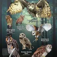 Owls of Georgia poster print