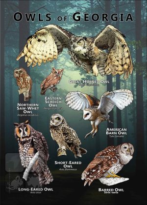 Owls of Georgia poster print