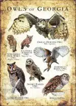 Owls of Georgia Poster Print - Image 3