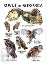 Owls of Georgia Poster Print - Image 2