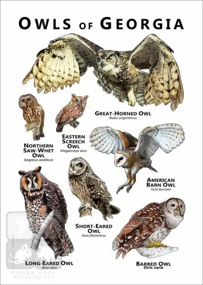 Owls of Georgia Poster Print - Image 2