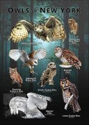 Owls of New York poster print