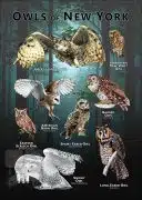 Owls of New York poster print