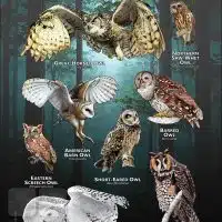 Owls of New York poster print